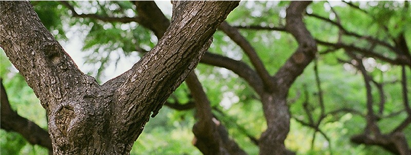 développement durable arbre